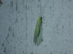 Chrysopa nigricornis