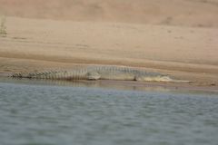 Gavialis gangeticus