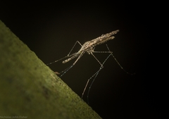Anopheles annulipes