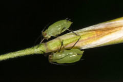 Aphis coreopsidis