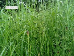 Equisetum palustre