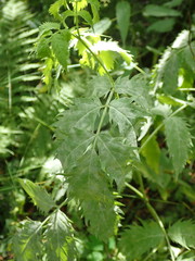 Erysiphe vanbruntiana