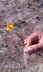 Tagetes lunulata