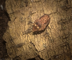 Anabunda murrayfletcheri