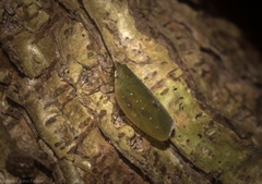 Anabunda murrayfletcheri