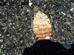 Metacarcinus magister