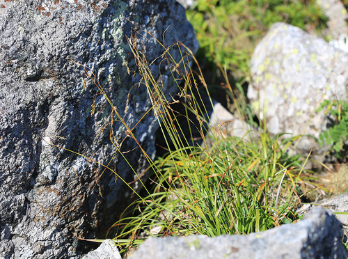 Carex tenuiformis iNat (2)