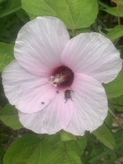 Hibiscus laevis