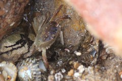 Cyclograpsus audouinii