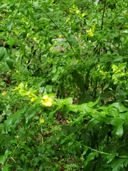 Dasistoma macrophylla