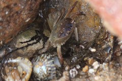 Cyclograpsus audouinii