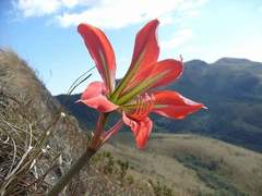 Hippeastrum morelianum