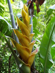 Heliconia caribaea