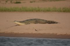 Gavialis gangeticus