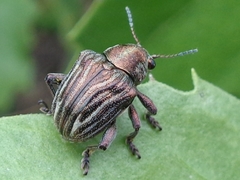 Scelodonta vittata