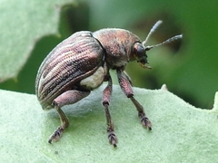 Scelodonta vittata