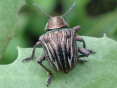 Scelodonta vittata