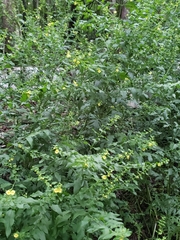 Dasistoma macrophylla