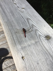 Sympetrum sanguineum
