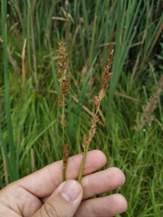 Carex vulpina