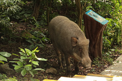 Sus scrofa moupinensis