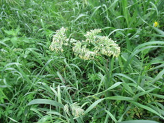 Dactylis glomerata