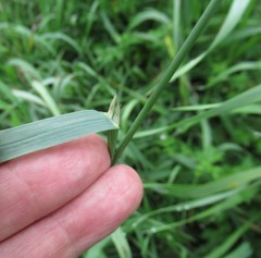Dactylis glomerata