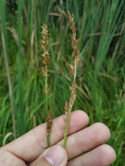 Carex vulpina