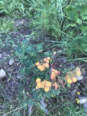 Euphorbia jenisseiensis