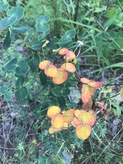 Euphorbia jenisseiensis