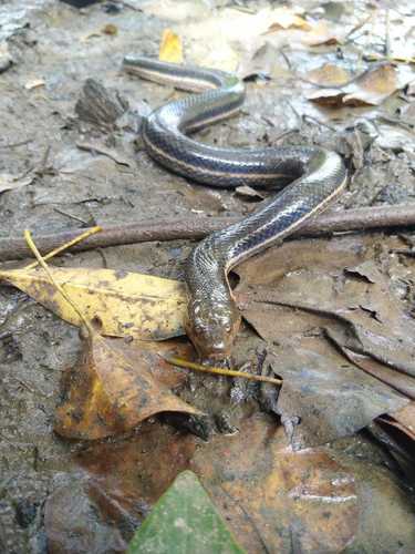 Kerala Mud Snake