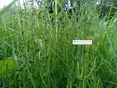 Equisetum palustre