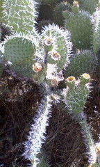 Opuntia