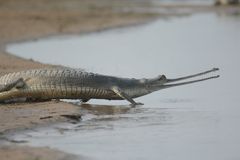 Gavialis gangeticus