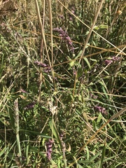Odontites vulgaris