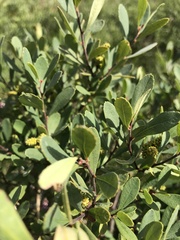 Myrica