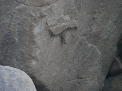 Ptyodactylus