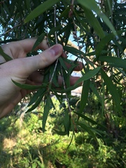 Melaleuca salicina