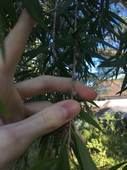 Melaleuca salicina
