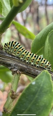 Papilio machaon