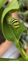 Papilio machaon
