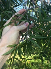 Melaleuca salicina
