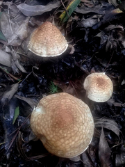 Echinoderma hemisclerum