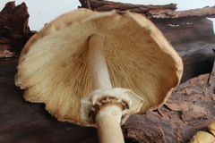 Echinoderma hemisclerum