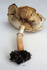 Echinoderma hemisclerum