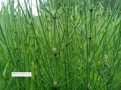 Equisetum palustre