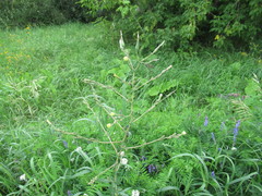 Lactuca serriola