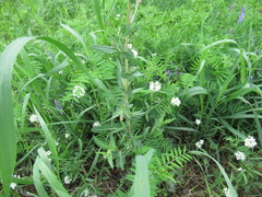 Lactuca serriola