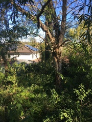 Melaleuca salicina