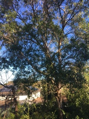 Melaleuca salicina